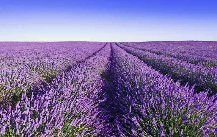 Provence, Lavendelfeld am Tag. Frankreich