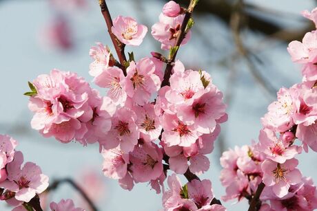 Mandelblüte