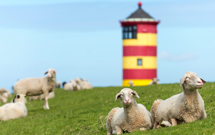 Schafe beim Pilsumer Leuchtturm