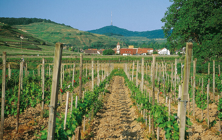 Weinberg