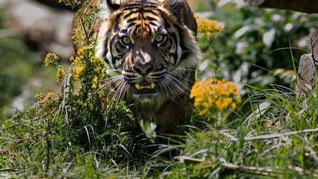Burgers Zoo - Tiger